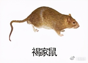 大強蟲控：常見的家庭蟲害 您家里有哪幾種？