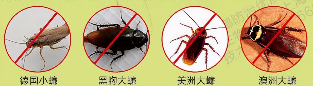 大強蟲控：常見的家庭蟲害 您家里有哪幾種？