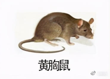 大強蟲控：常見的家庭蟲害 您家里有哪幾種？
