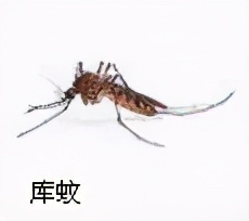 大強蟲控：常見的家庭蟲害 您家里有哪幾種？