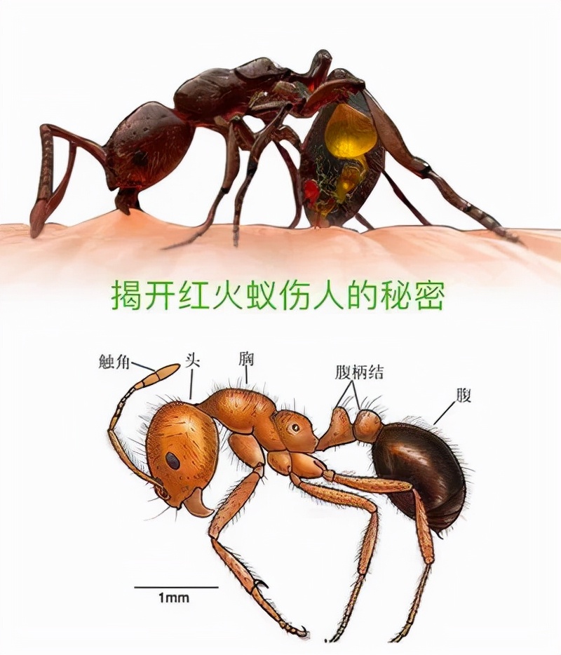 致命的紅火蟻，有多可怕？