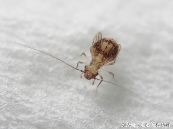 10種一直在你身邊的昆蟲，你認得嗎？