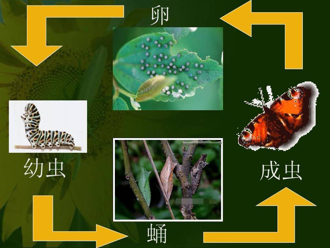 米和面為什么會無緣無故長蟲？其實你吃的飯都可能含有蟲卵
