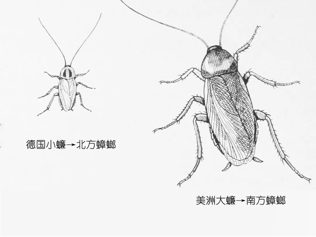 樓層這么高，為什么蟑螂仍能飛檐走壁，寄居室內(nèi)？