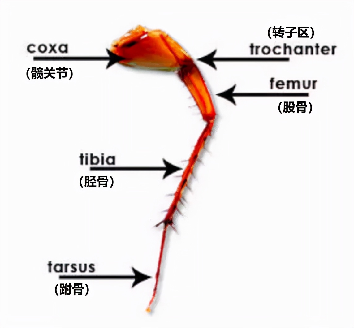 樓層這么高，為什么蟑螂仍能飛檐走壁，寄居室內(nèi)？